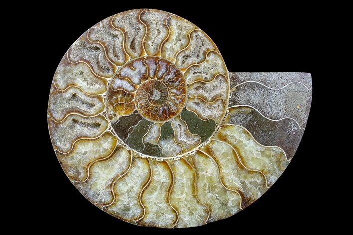 Cut & Polished Ammonite Fossil (Half) - Madagascar #166915